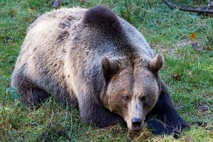 شاهزاده لیختن‌اشتاین متهم به شکار «سلطان» خرس‌های رومانی شد