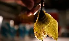 تولید پارچه از جلبک با چاپگر سه‌بعدی/ چگونه لباس‌های آینده مصرف آب را کاهش می‌دهد؟