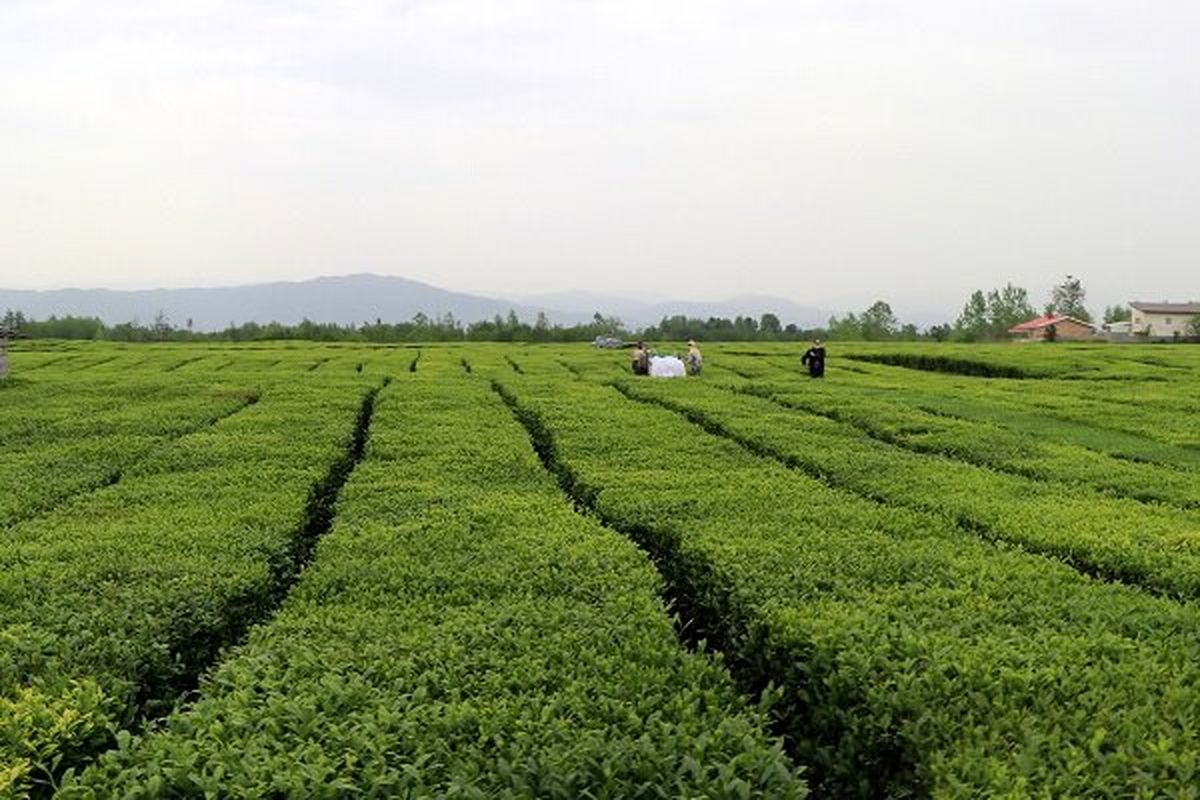 ۲۰ درصد چای کشور در شهرستان رودسر تولید می‌شود