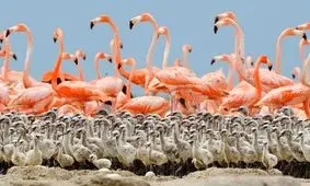 هزاران جوجه فلامینگو دریاچه بختگان فارس در معرض نابودی/ درخواست آزادسازی حقابه