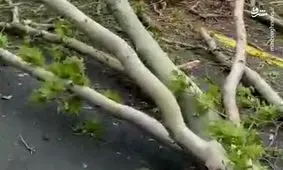 سقوط وحشتناک درختان در خیابان جمهوری به علت طوفان/ عکس