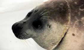 کشف لاشه ۱۷۰ فک خزری در سواحل روسیه