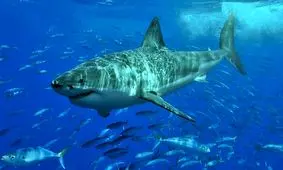 استفاده کوسه‌ها از میدان مغناطیسی زمین به عنوان قطب‌نما در مهاجرت‌های اقیانوسی