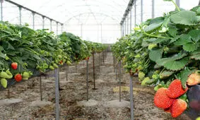 بهره‌برداری از گلخانه هیدروپونیک صنعتی در سلطانیه