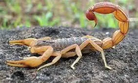 والدین کودک جاسکی دیر به بیمارستان مراجعه کردند/ کمبود سرم ضدعقرب و مار نداریم