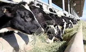 ۹۰ هزار تن نهاده در اختیار دامداران استان تهران قرار گرفت