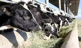 ۹۰ هزار تن نهاده در اختیار دامداران استان تهران قرار گرفت