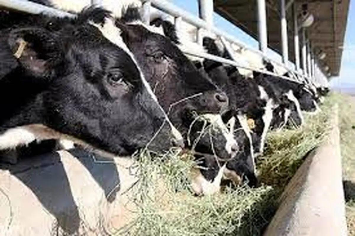 ۹۰ هزار تن نهاده در اختیار دامداران استان تهران قرار گرفت