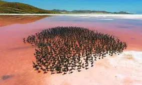 دوستداران محیط‌زیست خواستار نجات فلامینگوهای بختگان فارس شدند