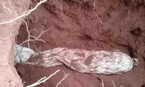 دستگیری؛ نتیجه اقدام عجیب یک زن در خاکسپاری نامزدش
