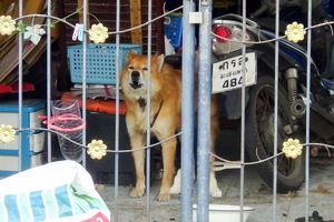 داستان سگ باوفایی که علیرغم مرگ صاحبش در اثر کرونا، هر روز انتظار او را می کشد/ عکس