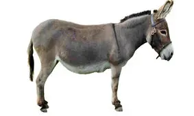 روز جهانی الاغ مبارک!