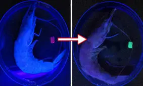 استتار فعال ربات‌ها با هیدروژل‌های آفتاب‌پرستی