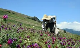 افزایش گرایش عشایر گیلان به تولید گیاهان دارویی