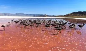 فاجعه‌ای مرگبار این بار در تالاب بختگان/ مرکز هزاران جوجه فلامینگو