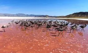فاجعه‌ای مرگبار این بار در تالاب بختگان/ مرکز هزاران جوجه فلامینگو