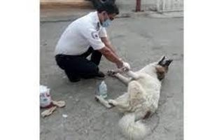 پناه بردن سگ مصدوم به اورژانس/ ویدئو