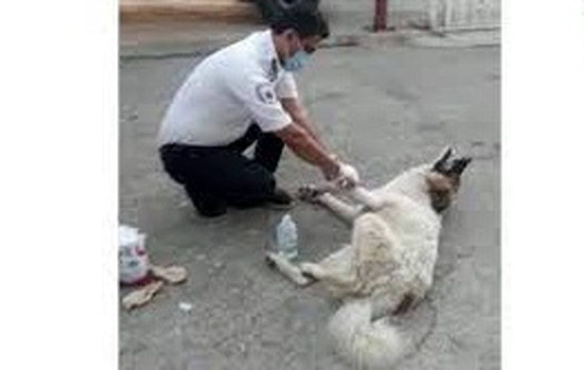 پناه بردن سگ مصدوم به اورژانس/ ویدئو