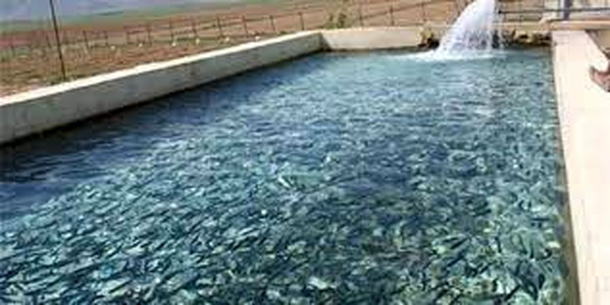 بیش از ۱۰۰ هزار قطعه کپور ماهی در آذربایجان غربی رها شد