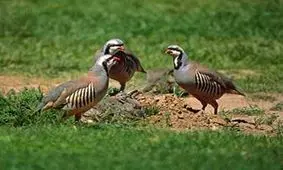 ۱۵ قطعه کبک وحشی در سقز به طبیعت بازگشتند