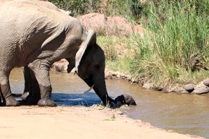 نجات بچه فیل از داخل رودخانه