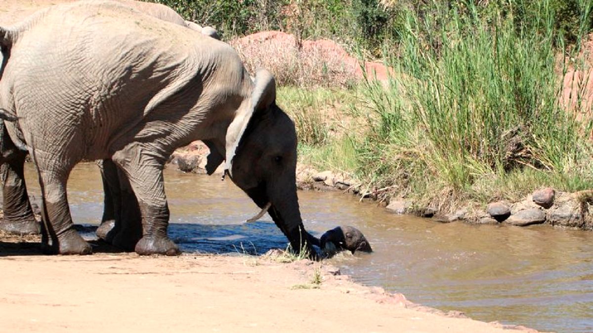 نجات بچه فیل از داخل رودخانه