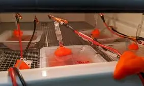 درمان بهتر تومورهای بدخیم مغز با یک روش جدید