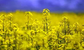 ۶۰ درصد محصول کلزای ایلام در قالب کشاورزی قراردادی خریداری شد