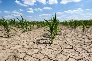 خشکسالی بیش از ۲۱ هزار میلیارد ریال به کشاورزی کردستان خسارت زد