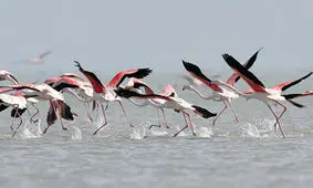 دلیل اولیه و اصلی مهاجرت پرندگان چیست؟