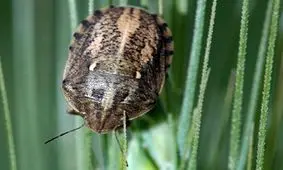 مبارزه با سن علف هرز در ۶۶ هزار هکتار از اراضی همدان اجرا شد