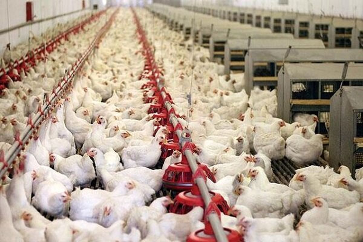 با متخلفان قاچاق مرغ برخورد شود/ افزایش هزینه حمل گندم به کارخانه آرد پذیرفته نیست