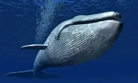 نهنگ‌ها چگونه آواز می‌خوانند؟