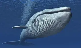 نهنگ‌ها چگونه آواز می‌خوانند؟