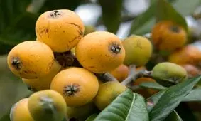 تامین ویتامین ث بدن با این میوه