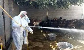 هشدار دامپزشکی خراسان جنوبی درباره خطر شیوع تب کریمه کنگو