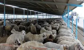 طرح خرید تضمینی دام زنده در چهارمحال و بختیاری اجرا می شود