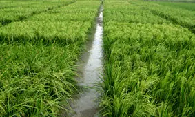 برنجکاری شرق مازندران در سایه تردید کم‌آبی