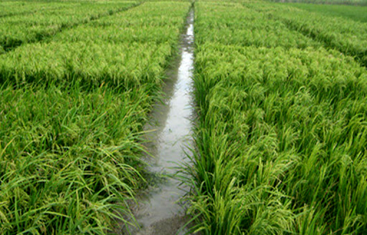 برنجکاری شرق مازندران در سایه تردید کم‌آبی