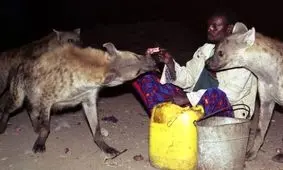 مردانی که به کفتارها غذا می‌دهند!