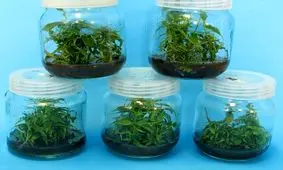 پروتکل ریزازدیادی گیاه زغال اخته تدوین شد