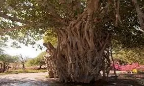 کیش و بازگشت دوباره درخت لور به زندگی