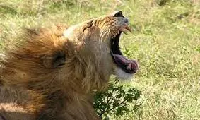 خمیازه‌ طولانی‌تر به معنای داشتن مغز بزرگ‌تر است!