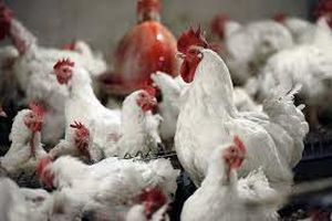 برخورد قانونی با سودجویان بازار مرغ در سیستان و بلوچستان انجام می‌شود