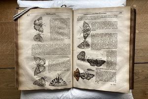 کشف یک پروانه ۴۰۰ ساله در میان صفحات کتابی قدیمی