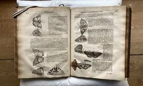 کشف یک پروانه ۴۰۰ ساله در میان صفحات کتابی قدیمی