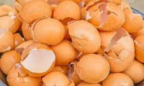با خواص پوست تخم مرغ به داد مو و دندانهایتان برسید
