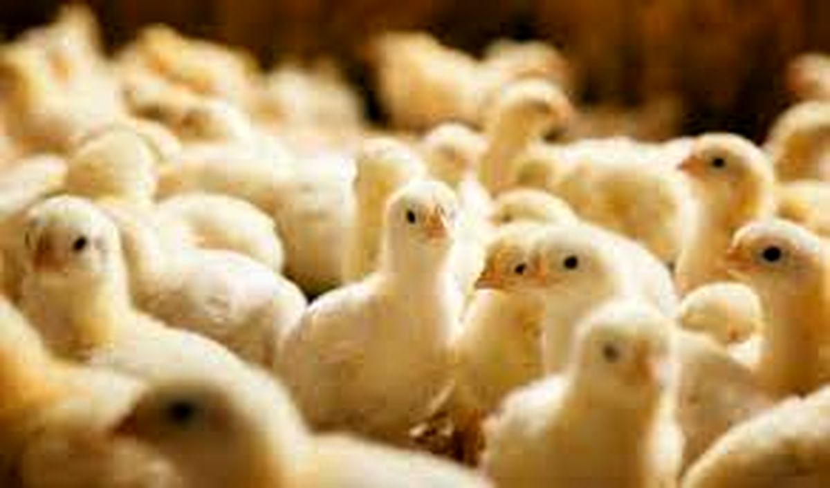 جوجه‌ریزی در مرغداری‌های آذربایجان‌غربی یک میلیون قطعه افزایش یافت