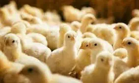جوجه‌ریزی در مرغداری‌های آذربایجان‌غربی یک میلیون قطعه افزایش یافت