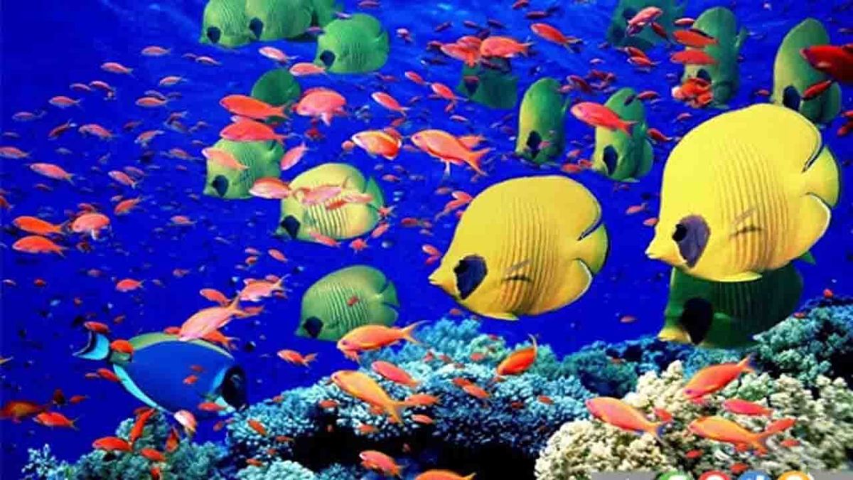 آیا ماهیها سیستم ایمنی دارند؟